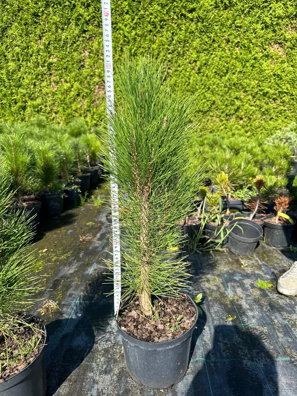 Сосна черная Грин Тауэр